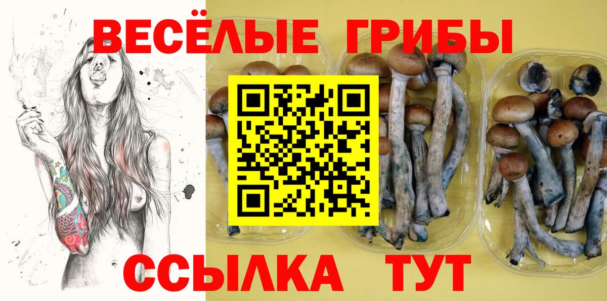 Псилоцибиновые грибы Psilocybe Ачинск